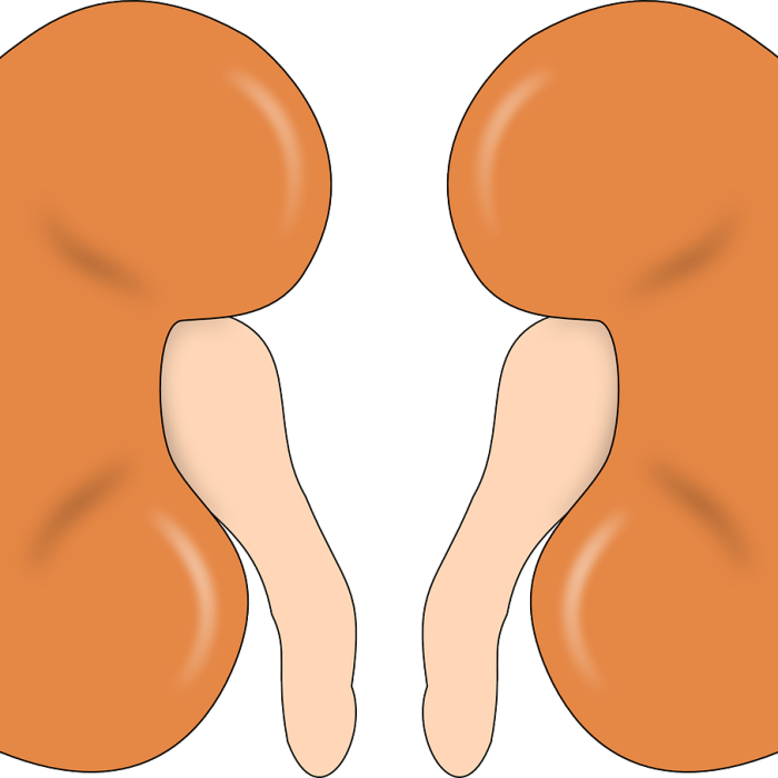 kidney-147499_1280