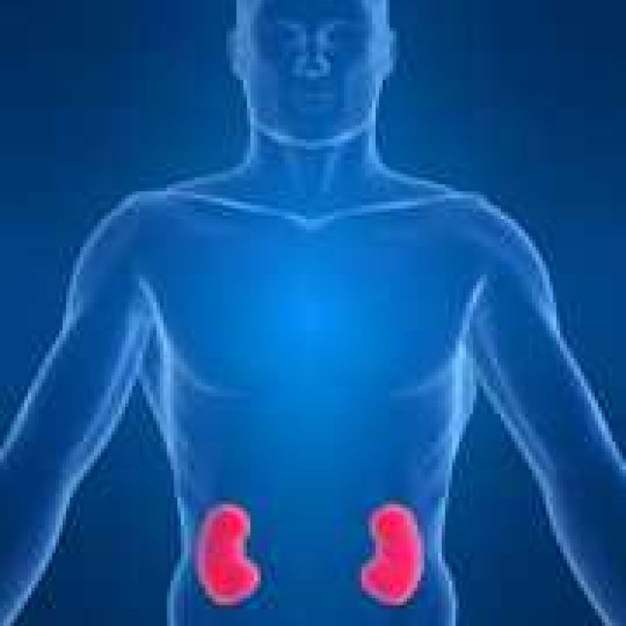 kidneys